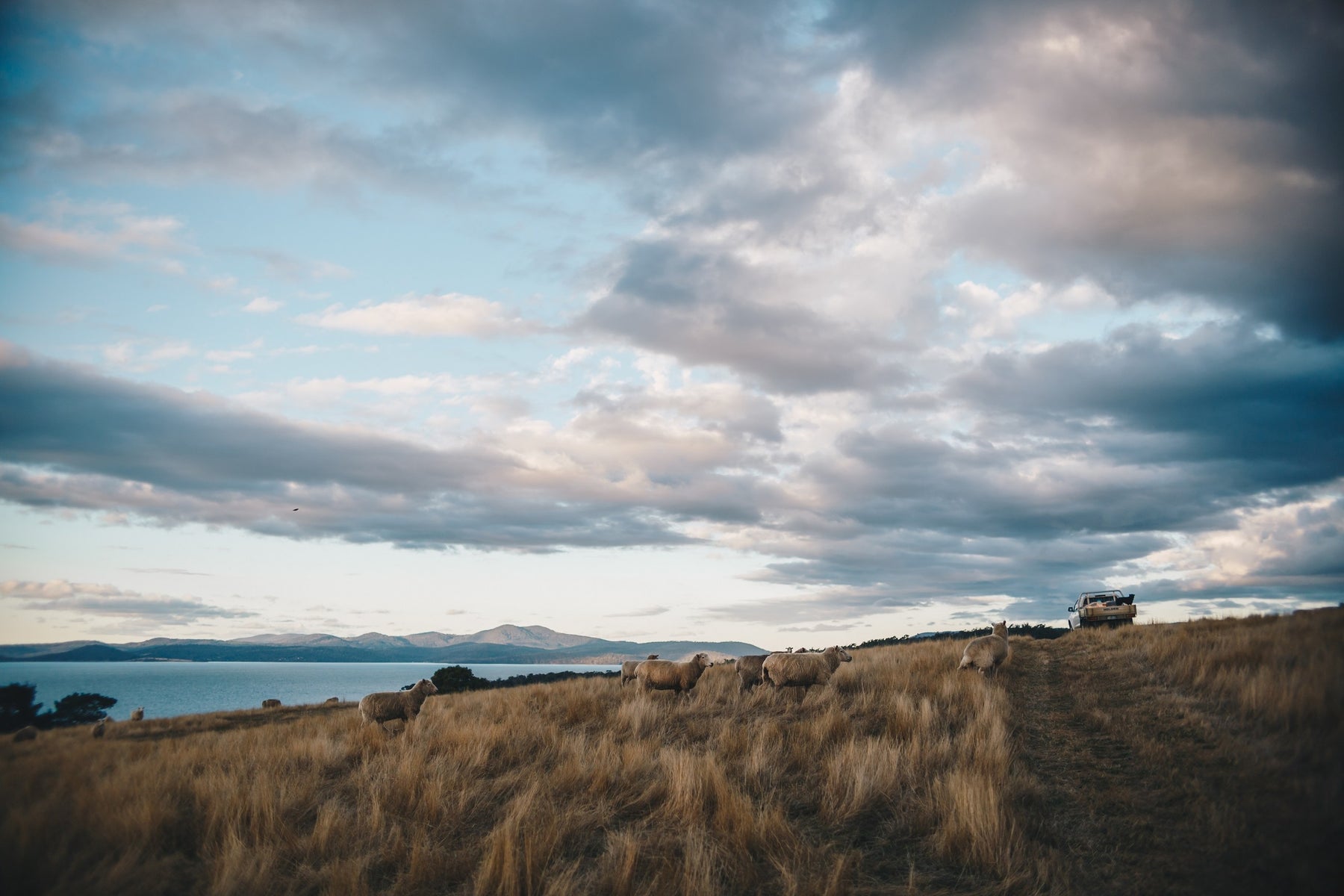 Sheep grazing above the water at Saltwater River on the Tasman Peninsula, at dusk